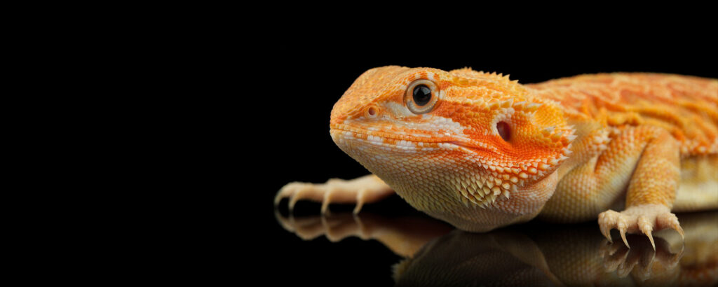Salon The Reptile Super Show